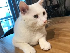 -Bai Meow法式西点咖啡