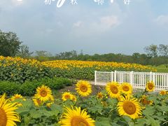 -花开海上生态园