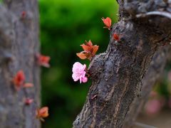 -八大关景区