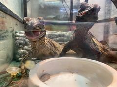 -酷以爬仙阁实体爬宠店·守宫·蜥蜴·专业繁育