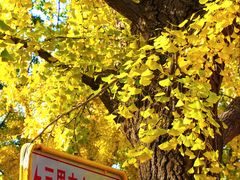 -三里屯东五街银杏大道