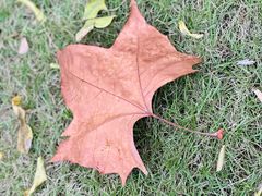 -重庆市江北嘴中央商务区中央公园