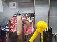 -宠福鑫康馨动物医院·骨科·眼科