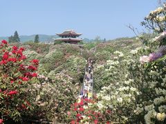-贵州百里杜鹃风景名胜区