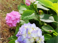 -花溪公园