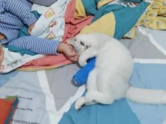 -lincat·猫舍(广州店)