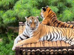 -云南野生动物园