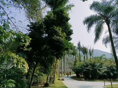 -深圳仙湖植物园