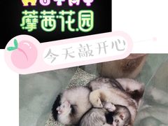 -藦茜花园宠物主题亲子互动体验馆(国顺东路店)