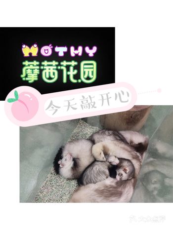 很早之前就听朋友说过这家宠物体验馆  今天终于有机会