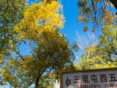 -三里屯东五街银杏大道