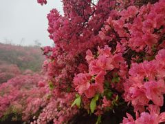 -木兰云雾山