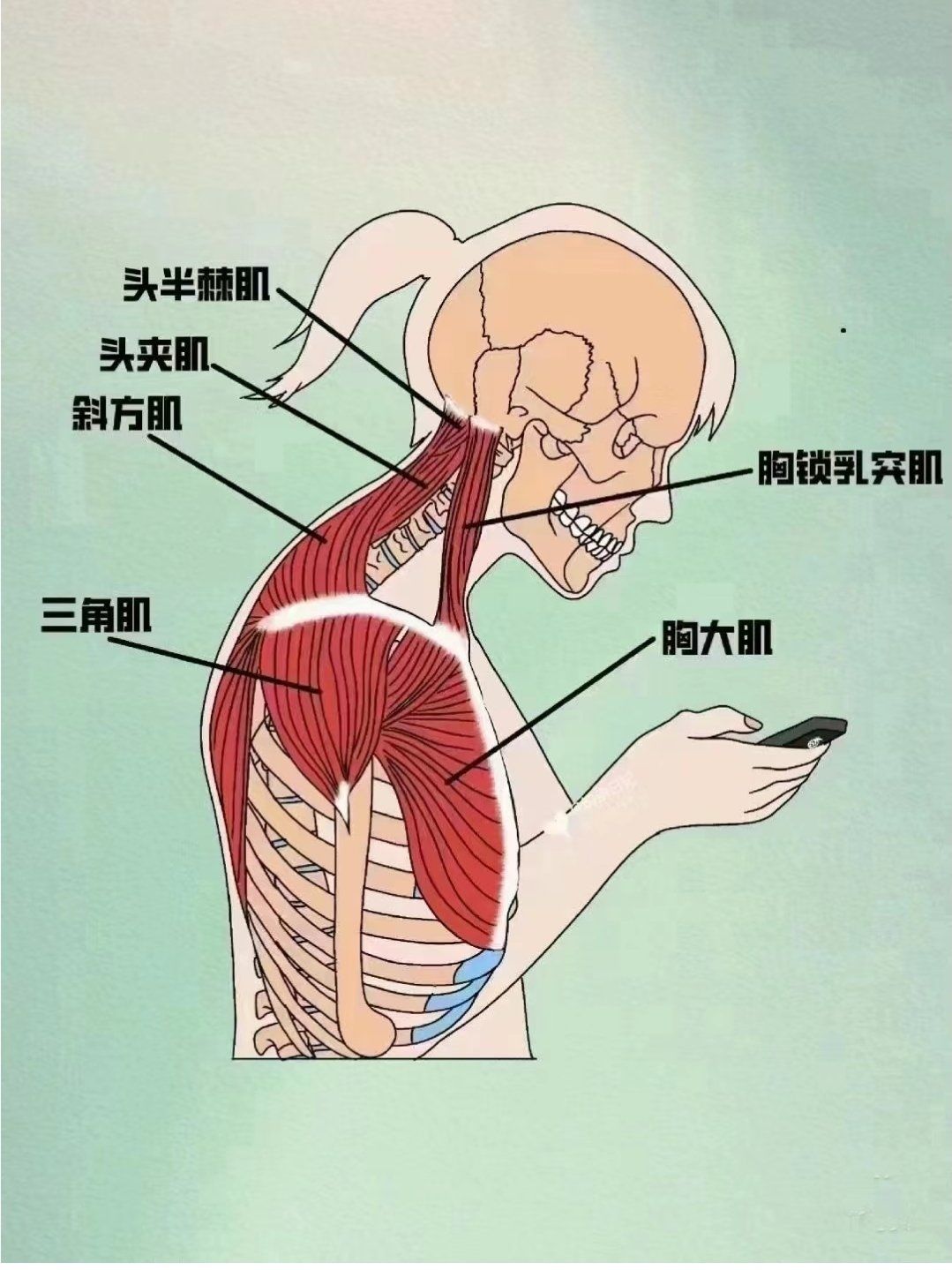 当你长期低头向前探时 胸锁乳突肌无力