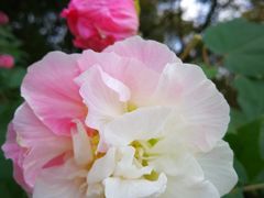 -白塘生态植物园