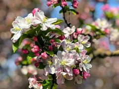 -海棠花溪(元大都城垣遗址公园)