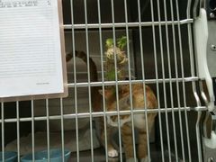 -纳吉亚猫专科动物医院博雅分院
