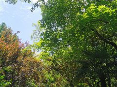 -上海滨江森林公园
