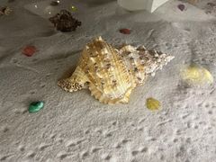 -青岛贝壳博物馆