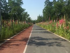 -上海长兴岛郊野公园