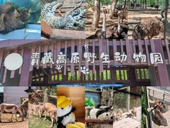 -青藏高原野生动物园