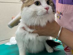 -北京观赏动物医院·24小时大型综合·猫专科·异宠专科