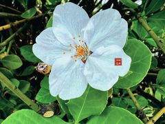 -燕儿岛山公园