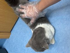 -博特宠物医院24h犬猫全科.骨科·异宠