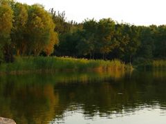 -大兴滨河森林公园