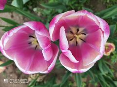 -石家庄市植物园