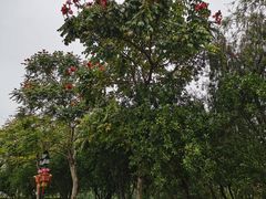 -映月湖公园