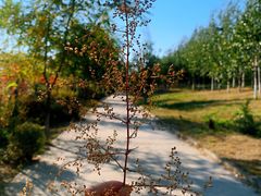 -永定河休闲森林公园