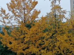 -重庆中央公园(渝北区)