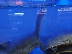 -王捌小院(红花坡店)