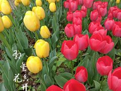 -洛阳郁金香牡丹园