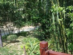 -深圳仙湖植物园
