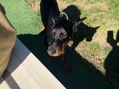 -爪吧宠物乐园 (温榆河示范区店)