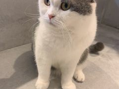 -猫儿山۰猫主题餐厅