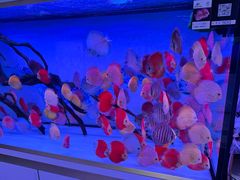 -青石桥花鸟鱼虫市场(叠翠城店)