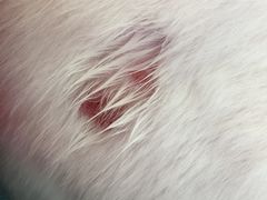 -北京观赏动物医院·24小时大型综合·猫专科·异宠专科