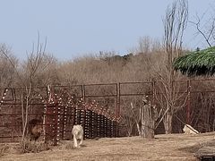 -沈阳森林动物园