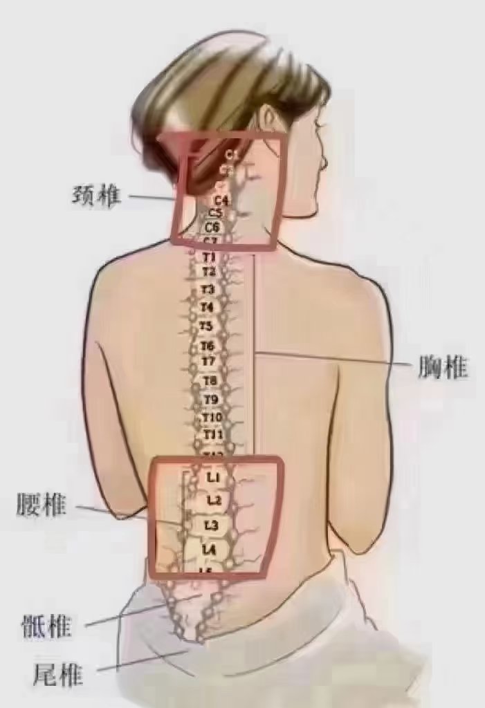 头颈部位置图图片