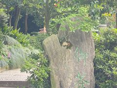 -十八棵（老龙井）御茶园(老龙井店)
