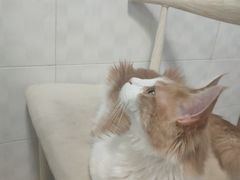 -喵的天空名猫咖啡馆·撸猫·猫舍·用品