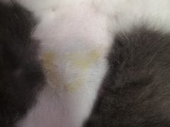 -灵美宠物诊所