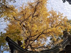 -秋霞圃