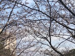 -高东镇樱花园