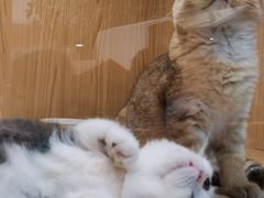 -屋虎猫馆(宝安大仟里店)
