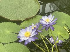 -国家植物园南园