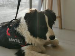-平行世界·猫咖(首经贸店)