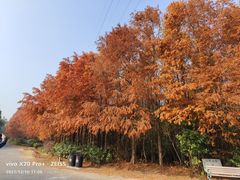 -上海海湾国家森林公园